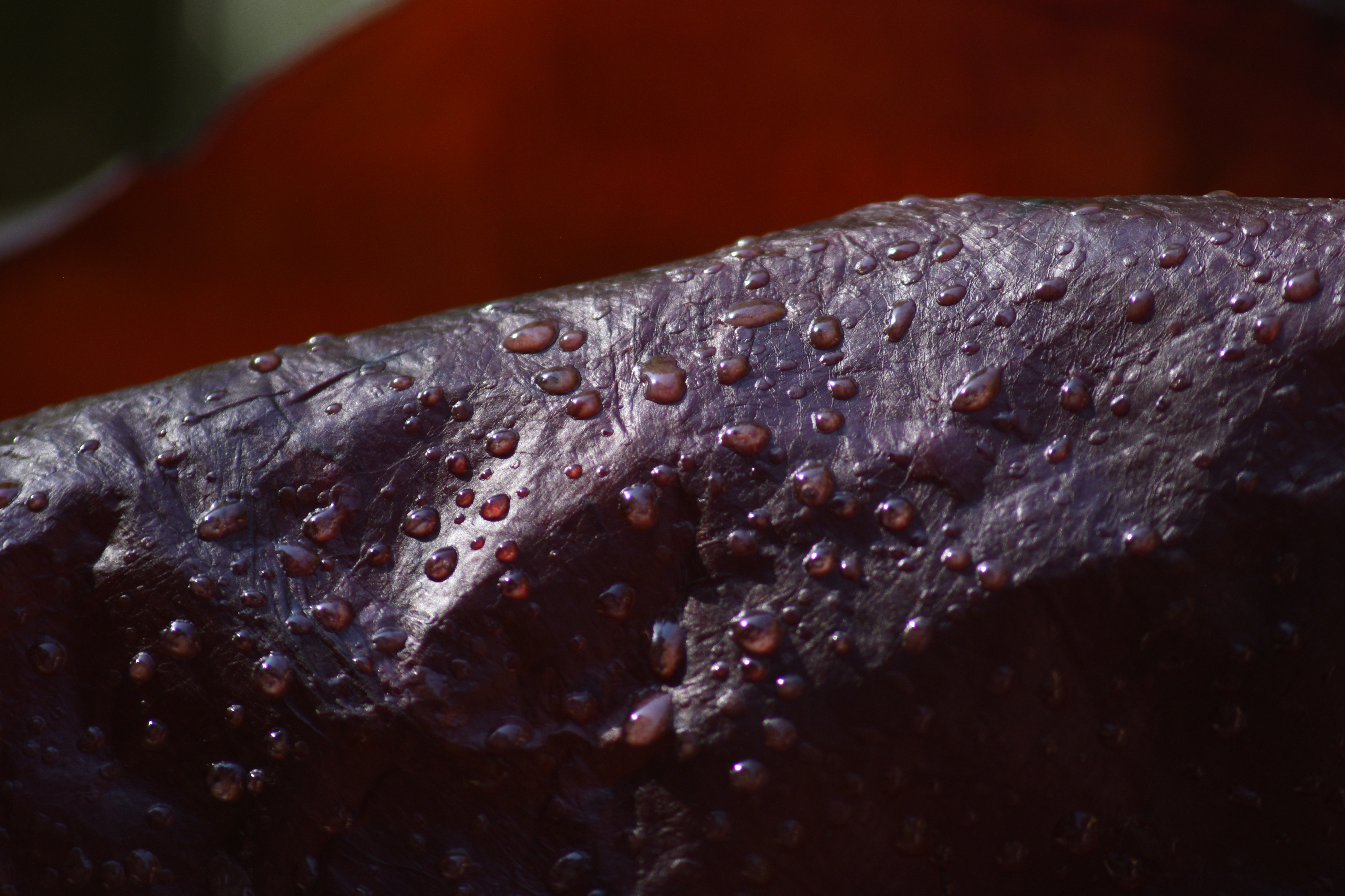Cellulose bactérienne de kombucha teintée et imperméabilisée
